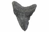 Juvenile Megalodon Tooth - South Carolina #362223-1